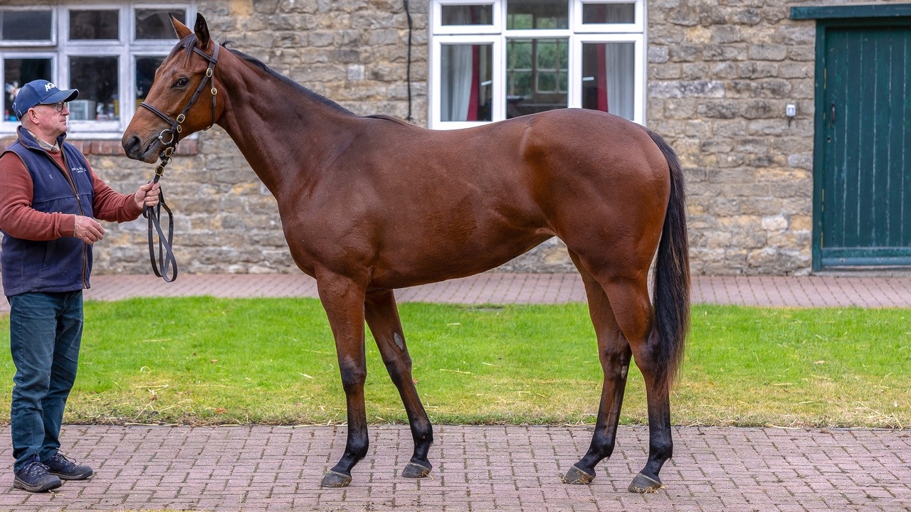 ACCLAMATION - ALL STAR CAST