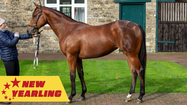 INVINCIBLE ARMY - BEAR CHEEK