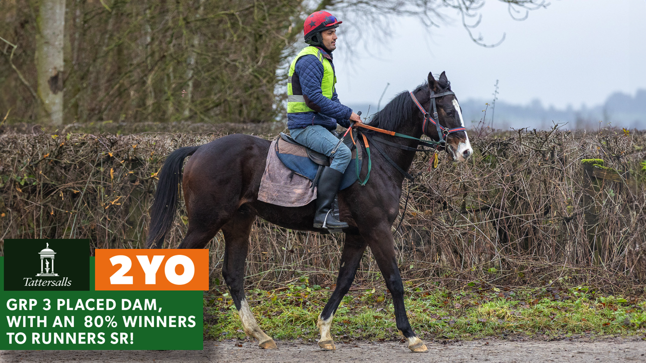 SOLDIER'S CALL - MISS FIFTY