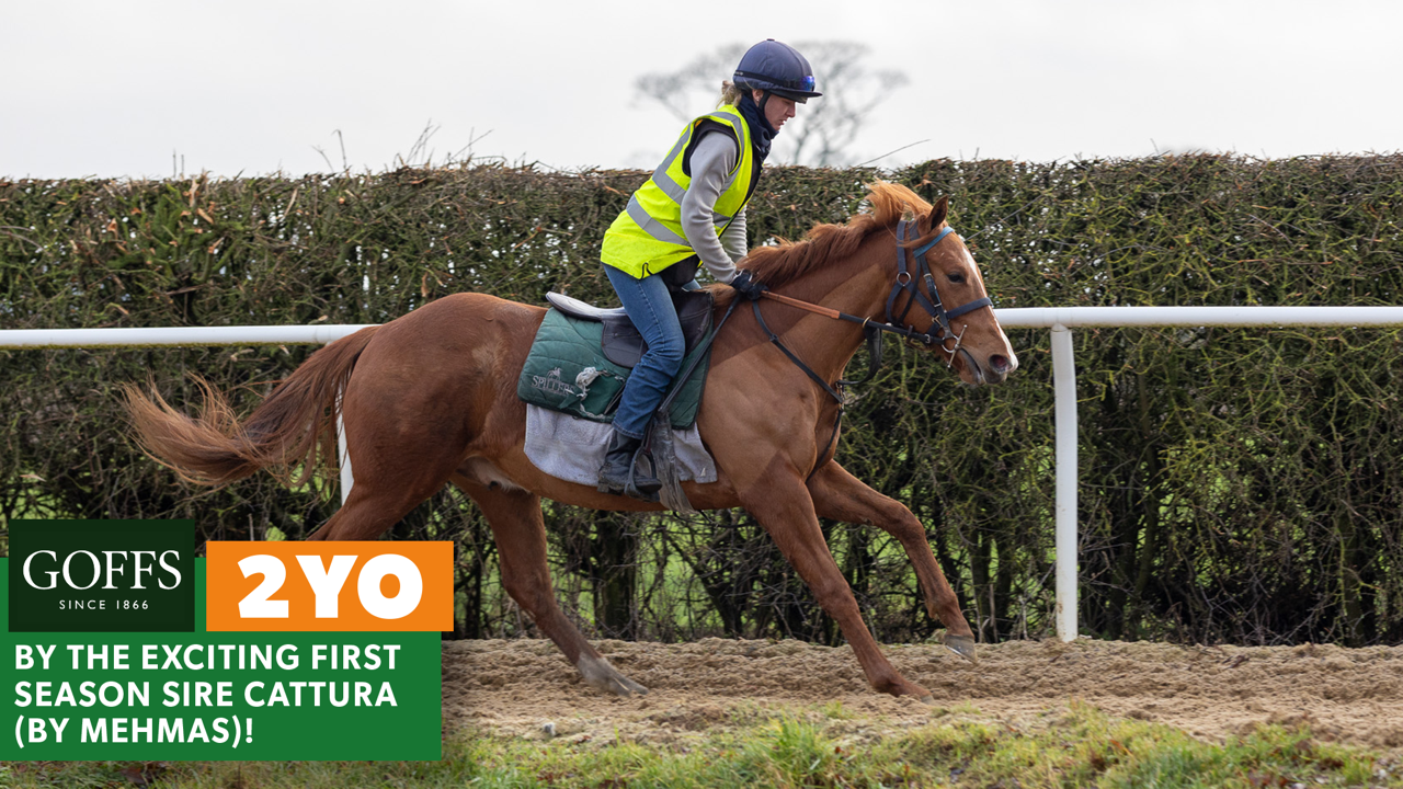 CATURRA - FAIRY STORIES