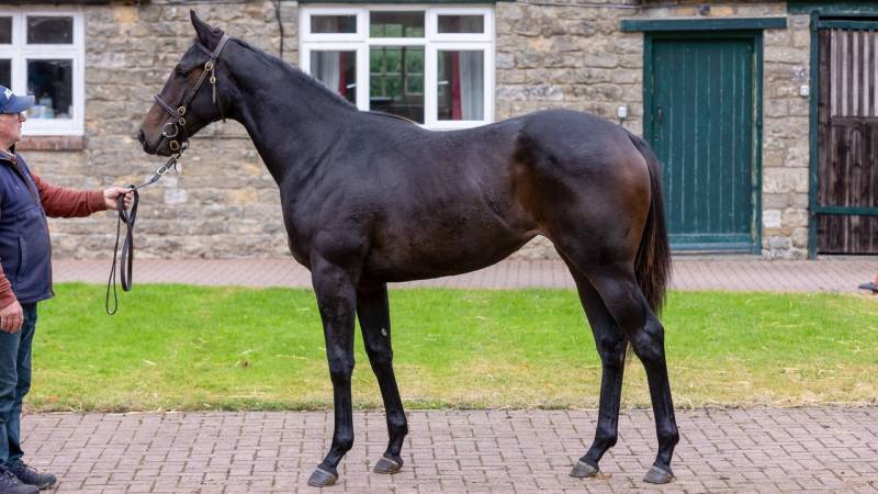 NEW YEARLING PURCHASES (HORSES FOR SALE)