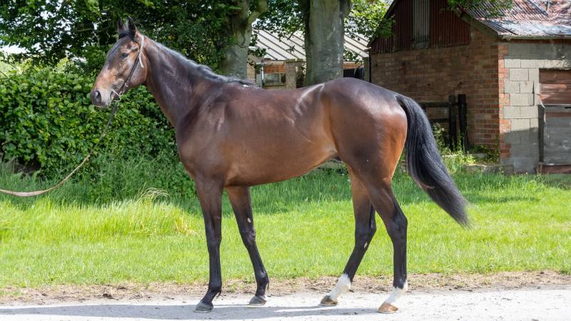 NEW SYNDICATE DAYDREAMA (2yo)